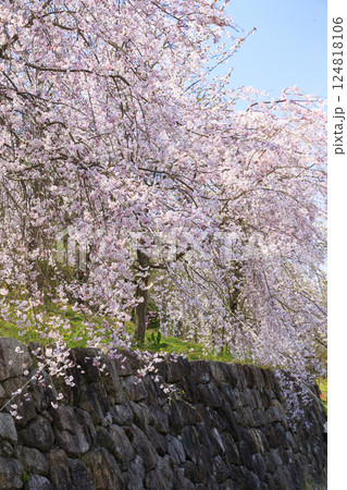 馬見丘陵公園　満開の桜とチューリップ と春の花々 124818106