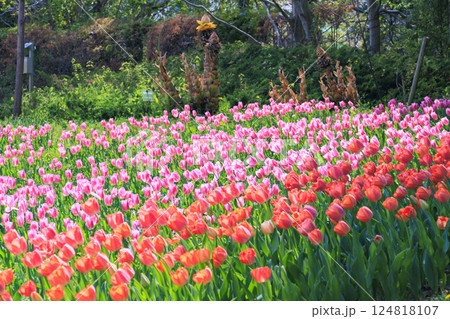 馬見丘陵公園　満開の桜とチューリップ と春の花々 124818107
