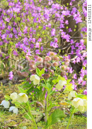 馬見丘陵公園 満開の桜とチューリップ と春の花々 馬見丘陵公園 満開の桜とチューリップ と春の花々 124818111