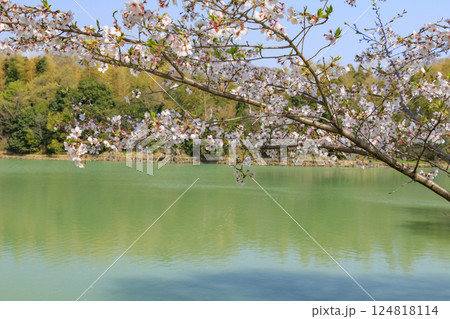 馬見丘陵公園　満開の桜とチューリップ と春の花々 124818114