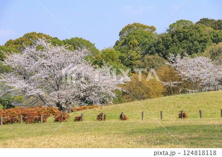 馬見丘陵公園　満開の桜とチューリップ と春の花々 124818118