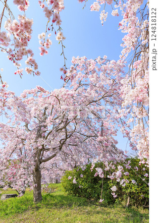 馬見丘陵公園　満開の桜とチューリップ と春の花々 124818122