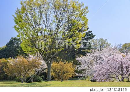 馬見丘陵公園 満開の桜とチューリップ と春の花々 馬見丘陵公園 満開の桜とチューリップ と春の花々 124818126