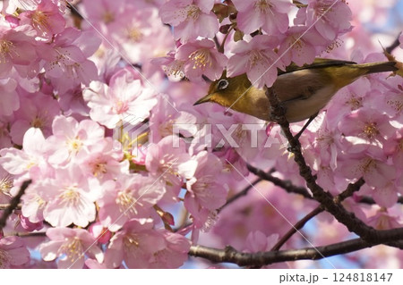 ピンクの河津桜に囲まれたかわいいメジロ 春の風景 ピンクの河津桜に囲まれたかわいいメジロ 春の風景 124818147