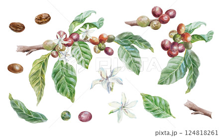 Coffee branch, green leaves, fruits, flowers, roasted beans. Hand drawn watercolor illustration in botanical style, isolated on white. For greeting cards, invitations, labels, menus, covers, posters. Coffee branch, green leaves, fruits, flowers, roasted beans. Hand drawn watercolor illustration in botanical style, isolated on white. For greeting cards, invitations, labels, menus, covers, posters. 124818261