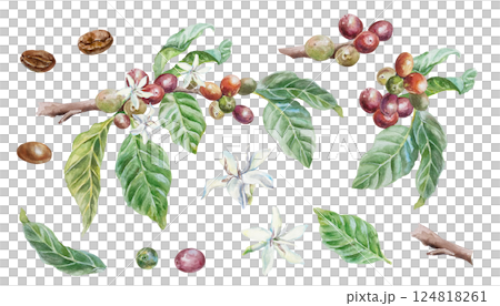 Coffee branch, green leaves, fruits, flowers, roasted beans. Hand drawn watercolor illustration in botanical style, isolated on white. For greeting cards, invitations, labels, menus, covers, posters. Coffee branch, green leaves, fruits, flowers, roasted beans. Hand drawn watercolor illustration in botanical style, isolated on white. For greeting cards, invitations, labels, menus, covers, posters. 124818261