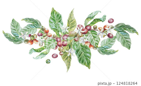 Coffee branch with green leaves, flowers, berries. Hand drawn watercolor illustration in botanical style, isolated on white. For greeting cards, invitations, labels, menus, covers, posters. Coffee branch with green leaves, flowers, berries. Hand drawn watercolor illustration in botanical style, isolated on white. For greeting cards, invitations, labels, menus, covers, posters. 124818264