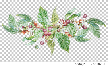 Coffee branch with green leaves, flowers, berries. Hand drawn watercolor illustration in botanical style, isolated on white. For greeting cards, invitations, labels, menus, covers, posters. Coffee branch with green leaves, flowers, berries. Hand drawn watercolor illustration in botanical style, isolated on white. For greeting cards, invitations, labels, menus, covers, posters. 124818264