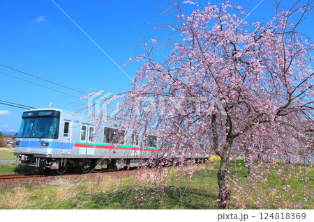 満開のしだれ桜と800型 124818369