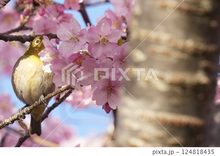 河津桜の枝に止まる美しいメジロ 春の景色 河津桜の枝に止まる美しいメジロ 春の景色 124818435