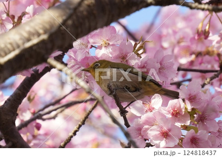 ピンクの河津桜に囲まれたかわいいメジロ　春の風景 124818437