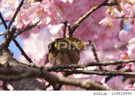 ピンクの河津桜に囲まれたかわいいメジロ　春の風景 124818440