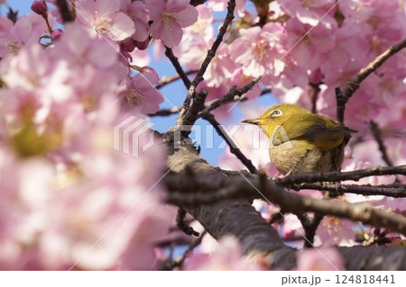 ピンクの河津桜に囲まれたかわいいメジロ 春の風景 ピンクの河津桜に囲まれたかわいいメジロ 春の風景 124818441