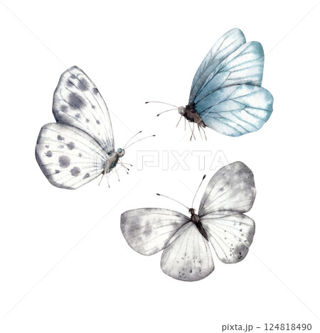 Butterflies of delicate shades, white-gray, blue and gray. Watercolor set illustration hand drawn on isolated background for greeting cards, invitations, happy holidays, posters, packaging. Butterflies of delicate shades, white-gray, blue and gray. Watercolor set illustration hand drawn on isolated background for greeting cards, invitations, happy holidays, posters, packaging. 124818490