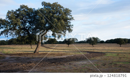 Countryside with trees at sunrise. Extremadura, Spain Countryside with trees at sunrise. Extremadura, Spain 124818791