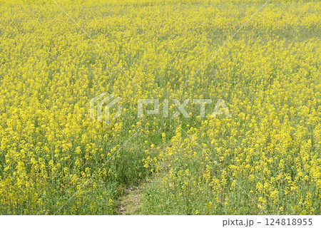 藤原宮跡の菜の花畑 藤原宮跡の菜の花畑 124818955