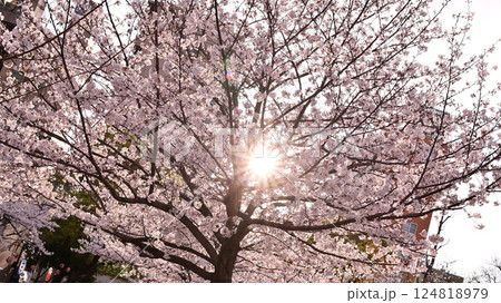 桜　春らんまん　春　お花見　 124818979