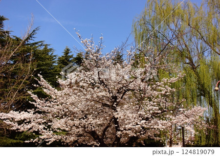 晴れ渡った日の妙正寺公園に咲く桜と新緑の柳（1） 124819079