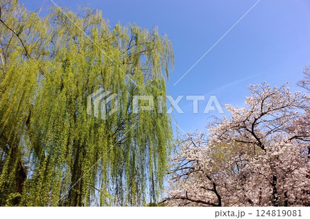 晴れ渡った日の妙正寺公園に咲く桜と新緑の柳（3） 124819081