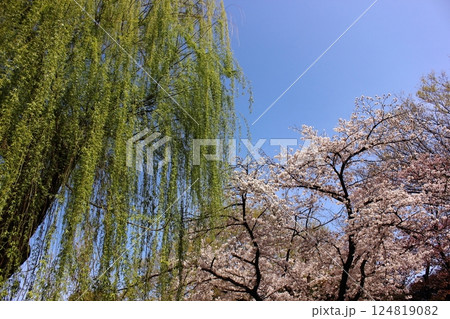 晴れ渡った日の妙正寺公園に咲く桜と新緑の柳（4） 124819082