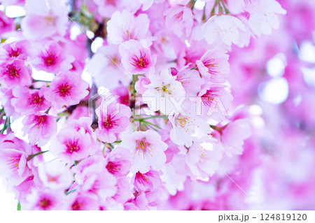 開花したばかりの桜 124819120