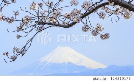 春の青空に映える桜と冠雪した富士山山 春の青空に映える桜と冠雪した富士山山 124819178