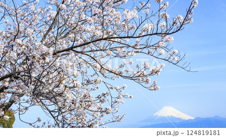 春の青空に映える桜と冠雪した富士山山 春の青空に映える桜と冠雪した富士山山 124819181