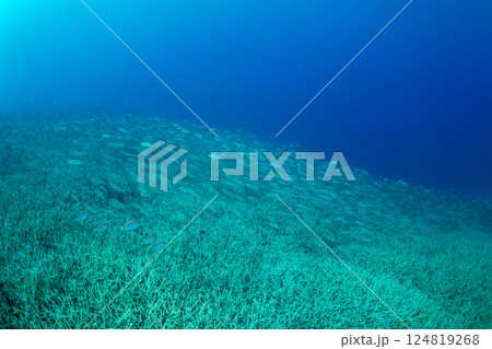 ホウセキキントキ 小笠原 東京都 ホウセキキントキ 小笠原 東京都 124819268