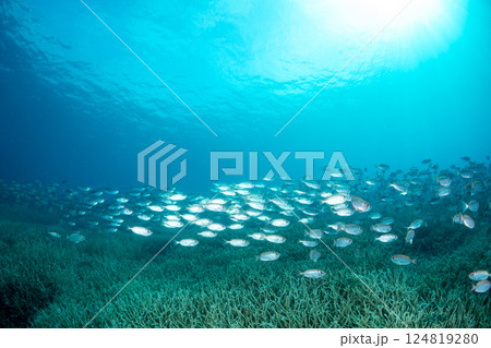 ホウセキキントキ 小笠原 東京都 ホウセキキントキ 小笠原 東京都 124819280