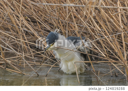ゴイサギ ゴイサギ 124819288