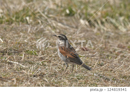 ツグミ 124819341