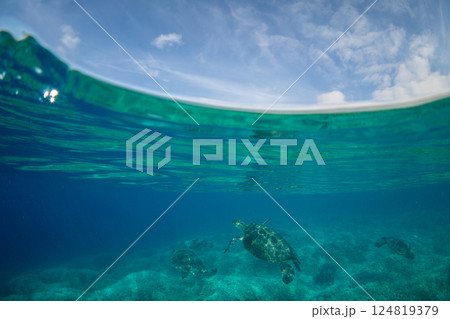 アオウミガメ 小笠原 東京都 アオウミガメ 小笠原 東京都 124819379