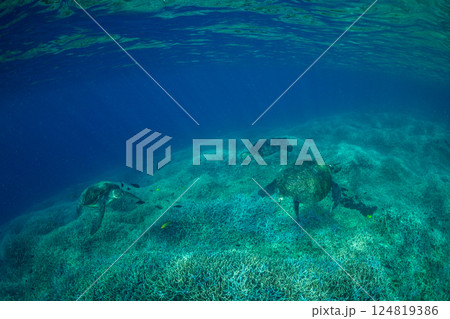 アオウミガメ　小笠原　東京都 124819386