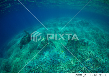 アオウミガメ　小笠原　東京都 124819394