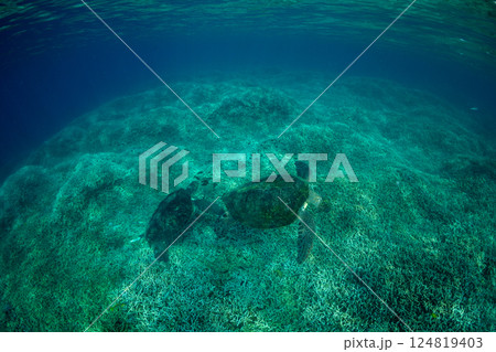 アオウミガメ　小笠原　東京都 124819403