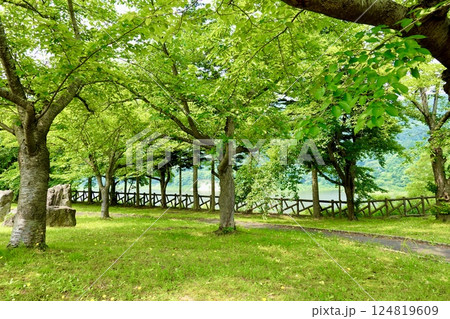 虹の湖公園　虹の湖のほとりの木々が見える風景　青森県黒石市沖浦 124819609