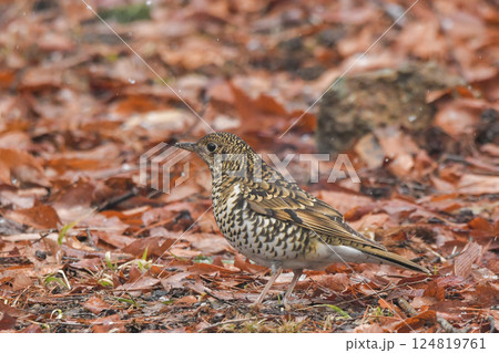 トラツグミ トラツグミ 124819761