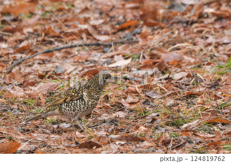トラツグミ トラツグミ 124819762