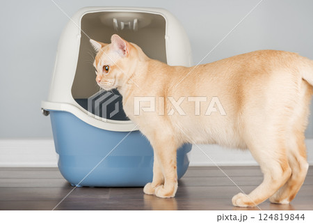 Burmese cat near litter box, pet care concept Burmese cat near litter box, pet care concept 124819844