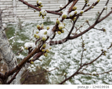 Close-up of young tree buds covered with snow during an unexpected spring frost in a garden 124819916