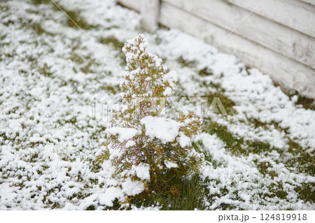 Closeup of a small evergreen tree partially buried in snow near a wooden fence in the garden. The image captures a rare spring snow event and changing climate patterns. 124819918