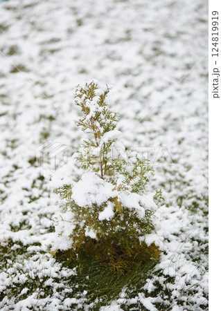 Close view of a conifer bush blanketed in melting snow. The scene showcases unseasonal cold, environmental instability, and impact of global warming on seasonal cycles. Close view of a conifer bush blanketed in melting snow. The scene showcases unseasonal cold, environmental instability, and impact of global warming on seasonal cycles. 124819919