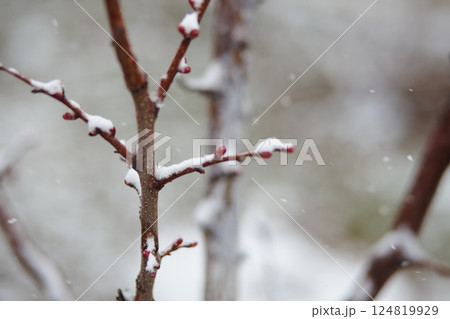 Young red buds on tree covered with snowflakes during spring freeze 124819929