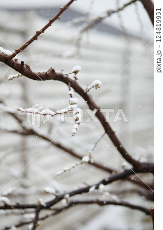 Delicate white snow caps covering fruit tree blossoms during spring frost 124819931