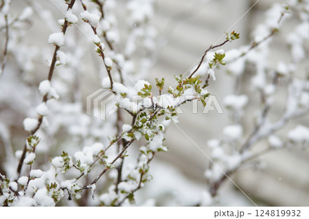 Snow sticking to young green leaves and budding branches, demonstrating early growth halted by cold spell Snow sticking to young green leaves and budding branches, demonstrating early growth halted by cold spell 124819932