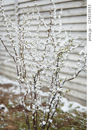 Bush branches with young buds and snow along a fence, showing delicate spring growth affected by sudden frost 124819933