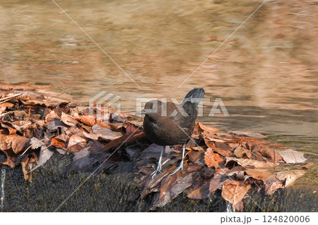 カワガラス 124820006