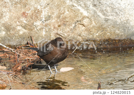 カワガラス 124820015