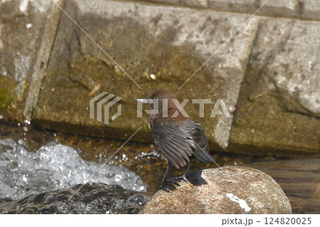 カワガラス 124820025