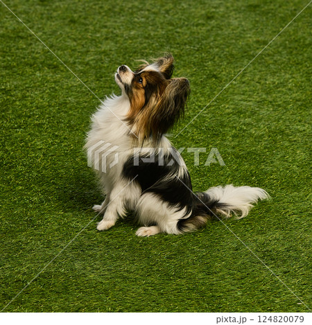 Smart, beautiful, purebred Papillon dog calmly sitting on grassy surface and looking upwards, following commands Smart, beautiful, purebred Papillon dog calmly sitting on grassy surface and looking upwards, following commands 124820079